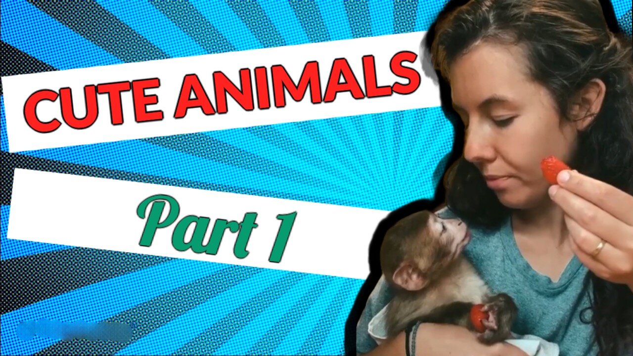 Cute animals part1