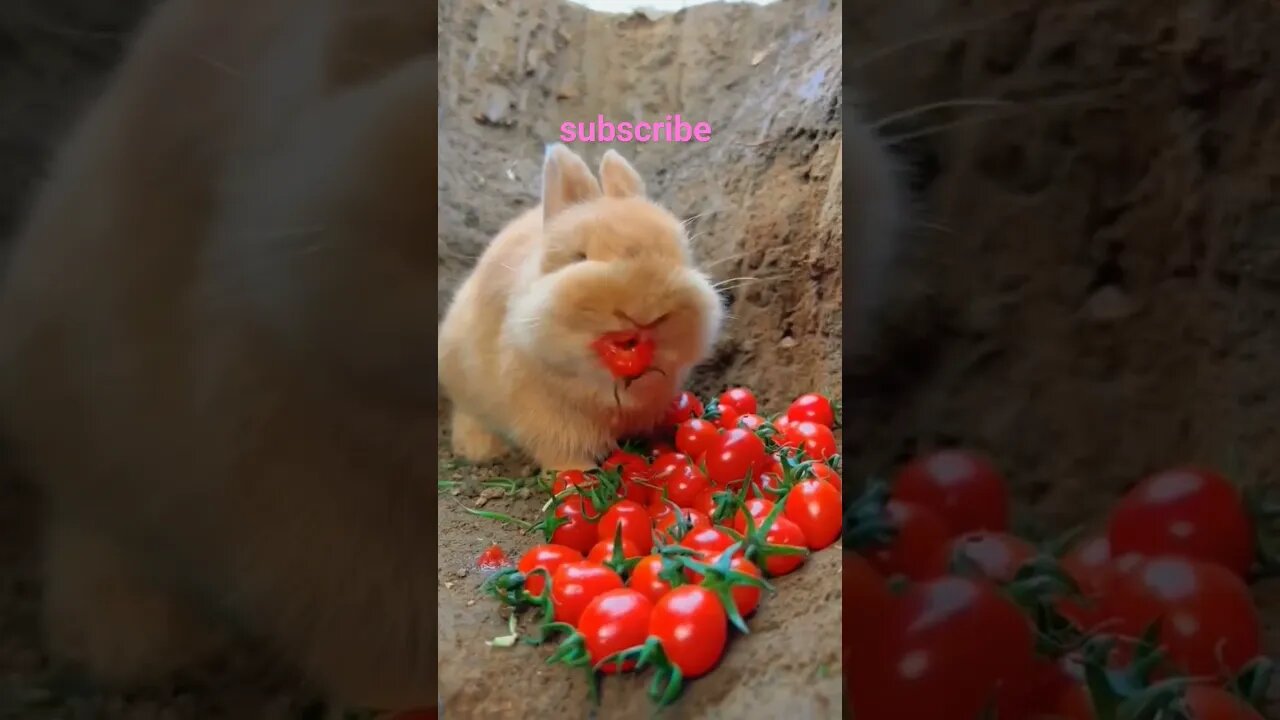 rabbit eats tomatoes cutie