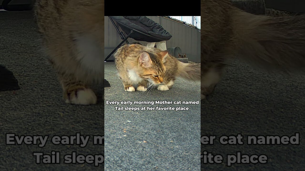 Stray cats.