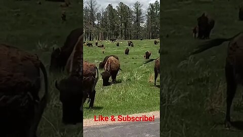 The Great Plains Bison in #custerstatepark