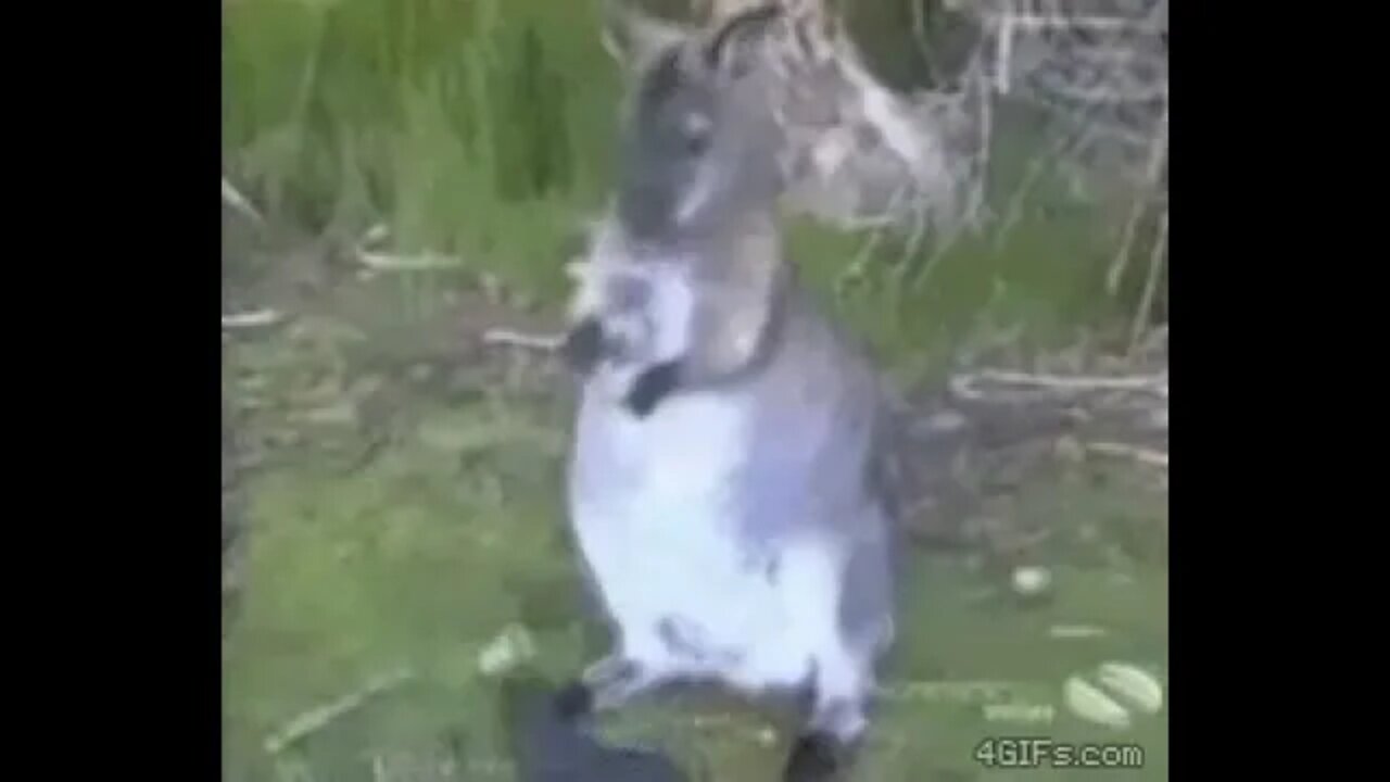 Yoink!