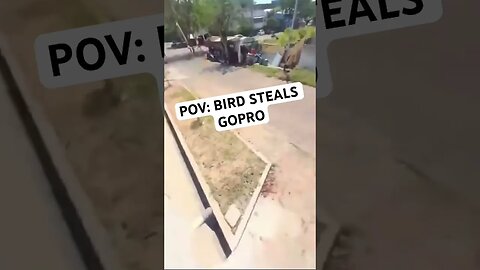 POV: BIRD STEALS GOPRO