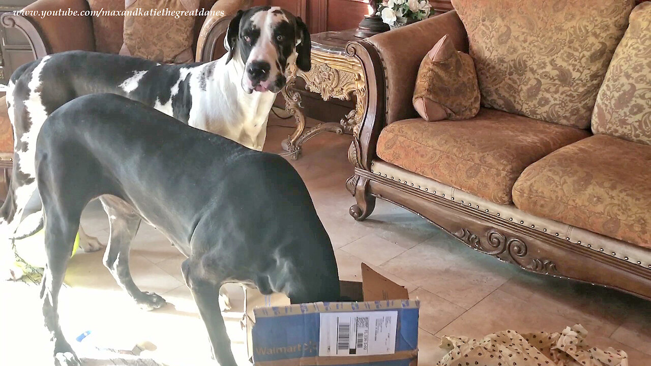 Cat Is Amused By Great Danes Opening Gift Box Of Toys And Treats