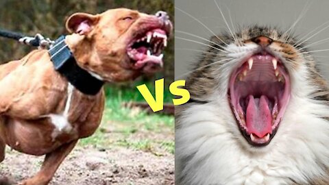 Felines versus canines Funny pets amusing recordings – 2021