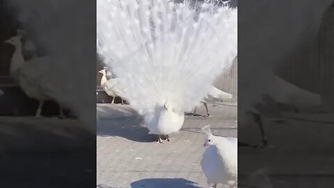 This is wonderful, wonderful! Be the bird #shorts