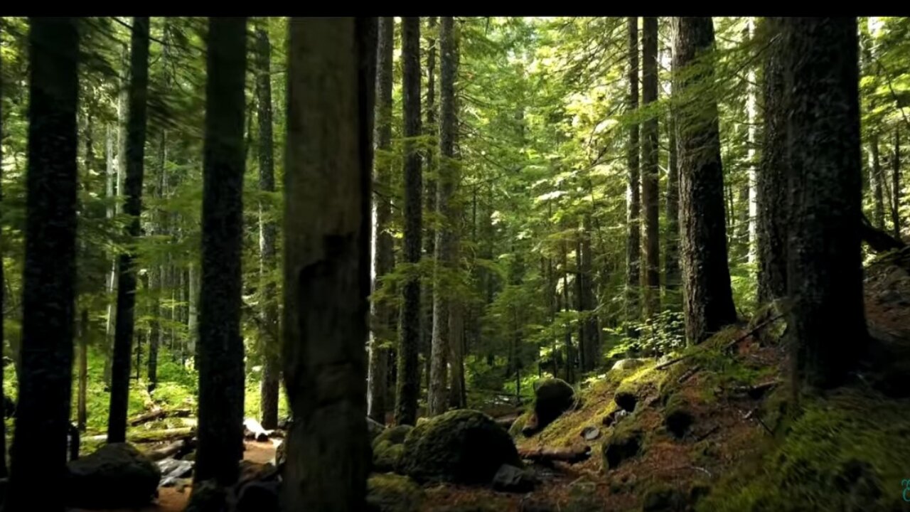 Beautiful Nature, Forest Edition