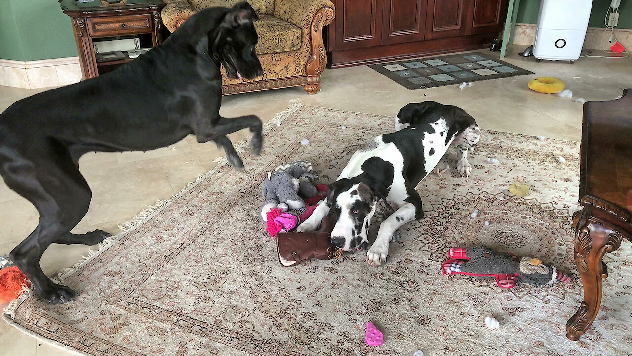 Impatient Great Dane stomps feet in protest