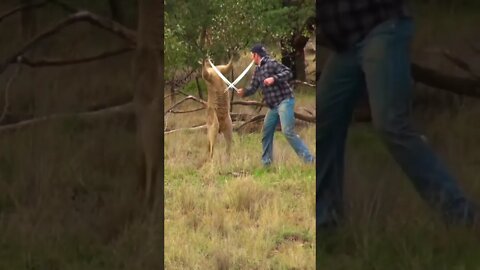 The kangaroo 🦘 be like ok bruh wassup 😳 #shorts #viral #music #saintpee #viralshorts