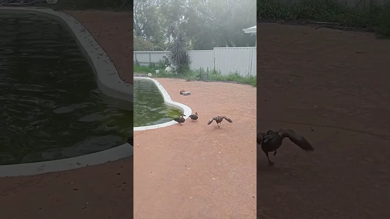 ducks vs duck. #australia #ducks #wildlife #shorts #birds