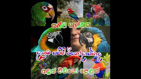 Nature Animals Palat