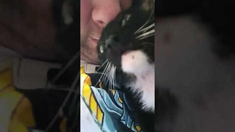 Kitty time! #shortsfeed #kittycat #kitty #cat #shortsvideo #cutekitty #youtubeshorts #catshorts