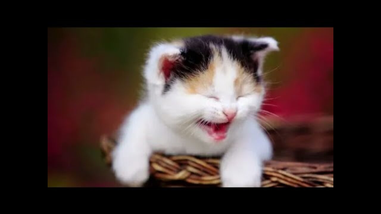 Cute Cats and Dogs 2019 ✪ Best Funny Pet Videos 2021