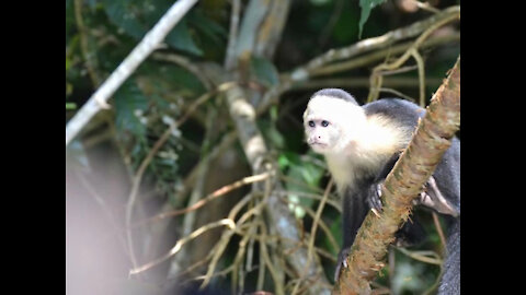 Panama Canal Wildlife Tour