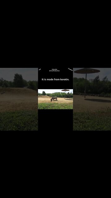 Both humans and rhinos have keratin in their bodies #rhino #shorts