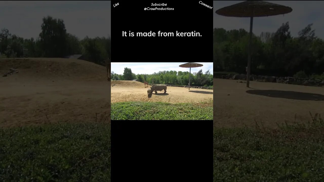 Both humans and rhinos have keratin in their bodies #rhino #shorts