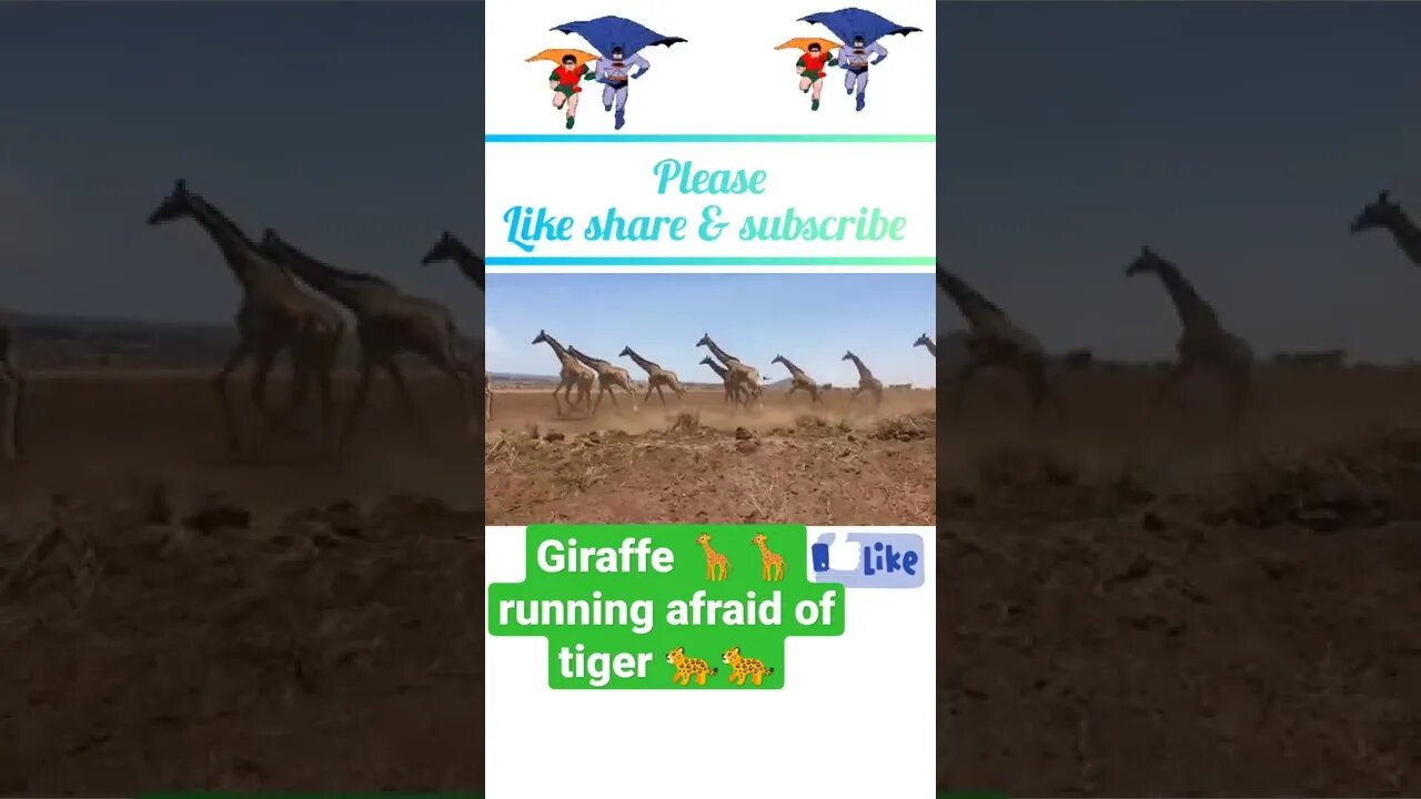 Giraffe 🦒 runway afraid of tiger 🐆🐆 2022, #shorts #youtubeshorts