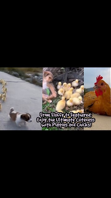 From Fluffy to Feathered: Enjoy the Ultimate Cuteness with Puppies and Chicks!