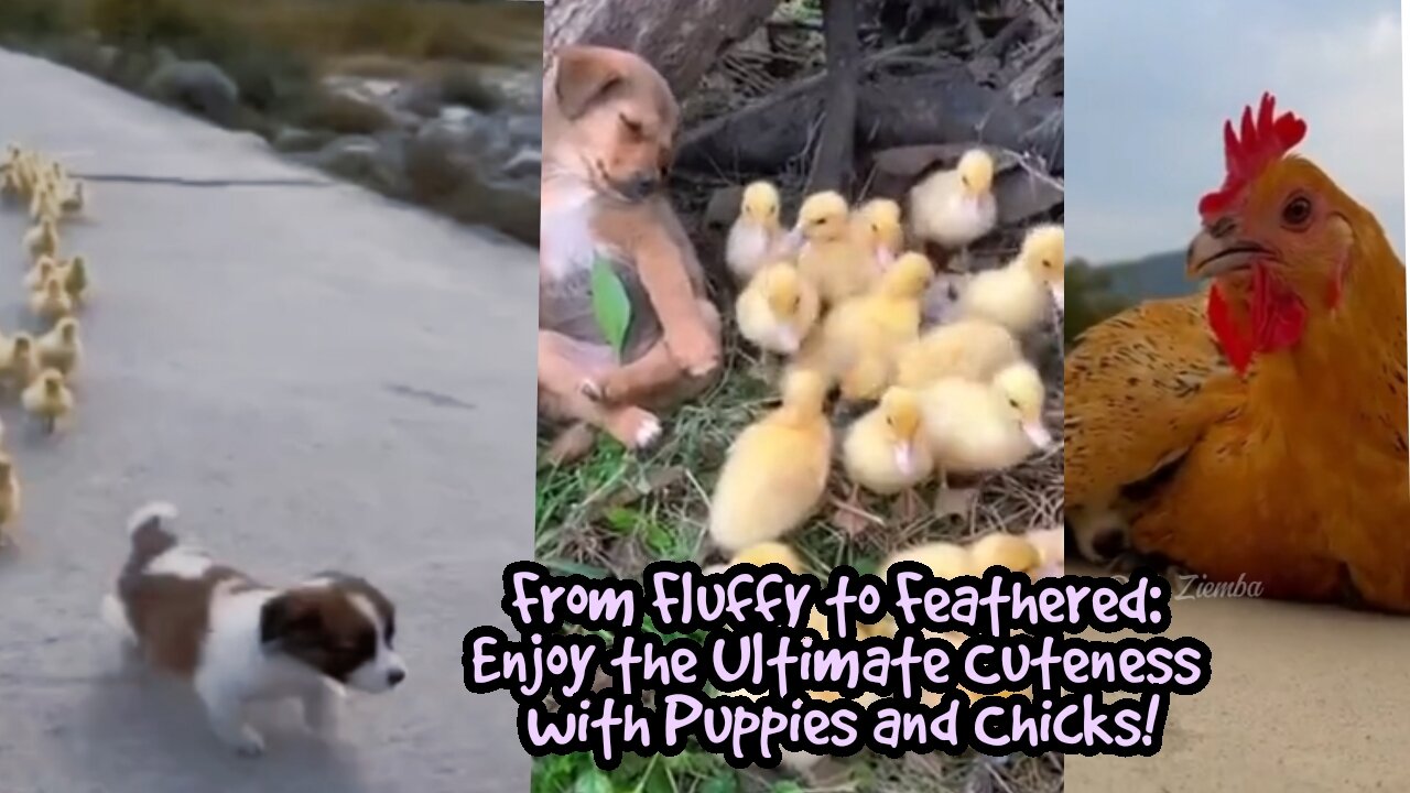 From Fluffy to Feathered: Enjoy the Ultimate Cuteness with Puppies and Chicks!