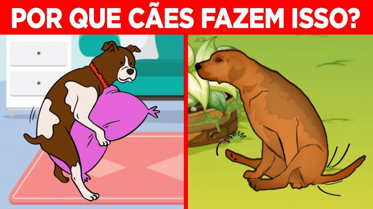 21 SIGNIFICADOS DE COMPORTAMENTOS ESTRANHOS DOS CACHORROS