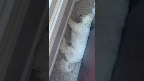 My Dog Refuses to go in Snow 😂 #shorts