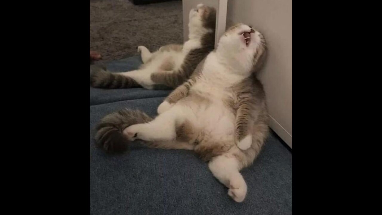 Super (!) Funny Animals (Compilation)