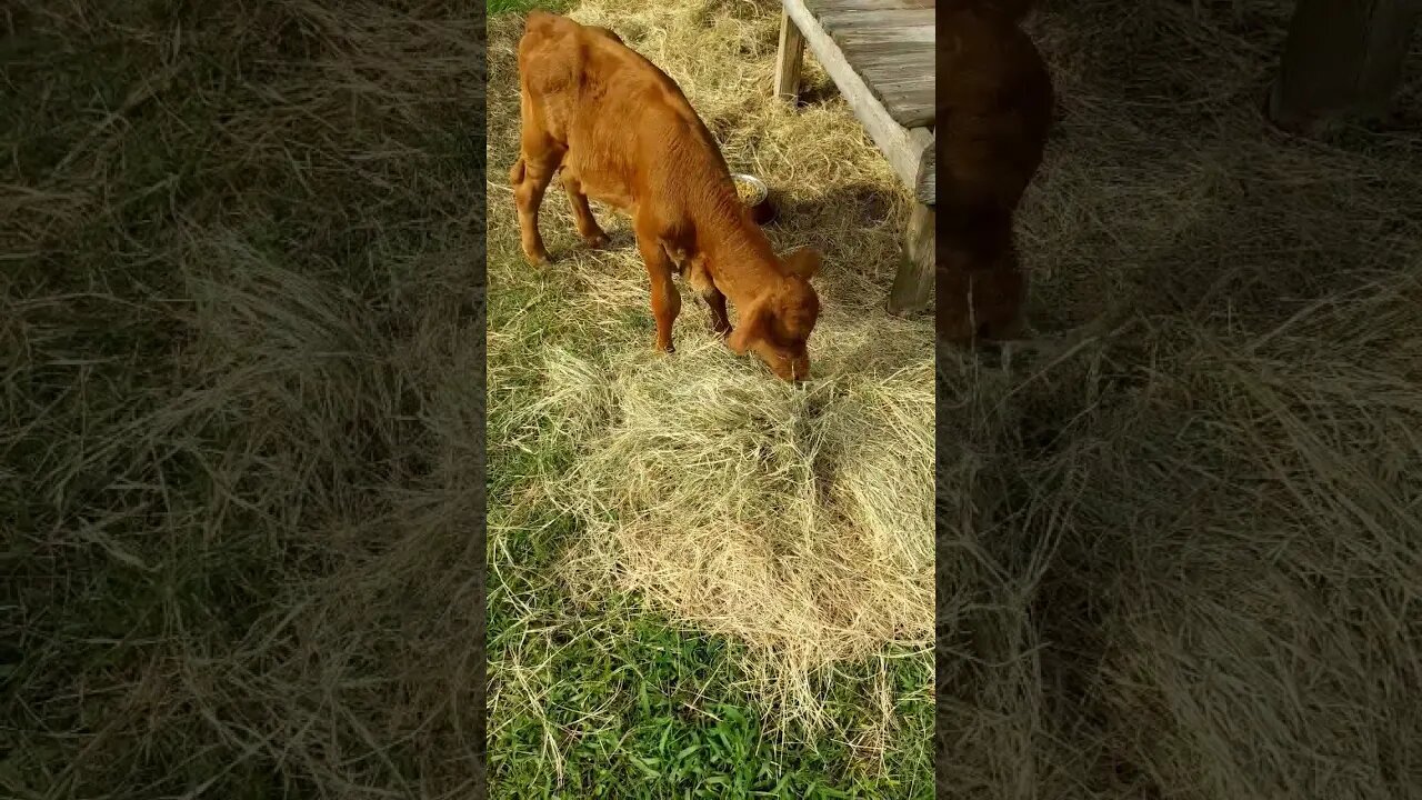 Hay is for horses