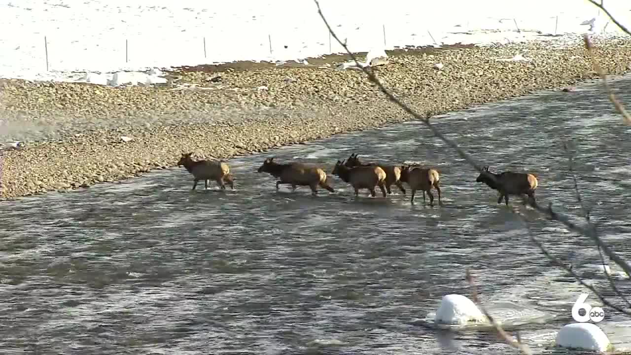 GPS collars help Idaho Fish and Game track deer and elk populations