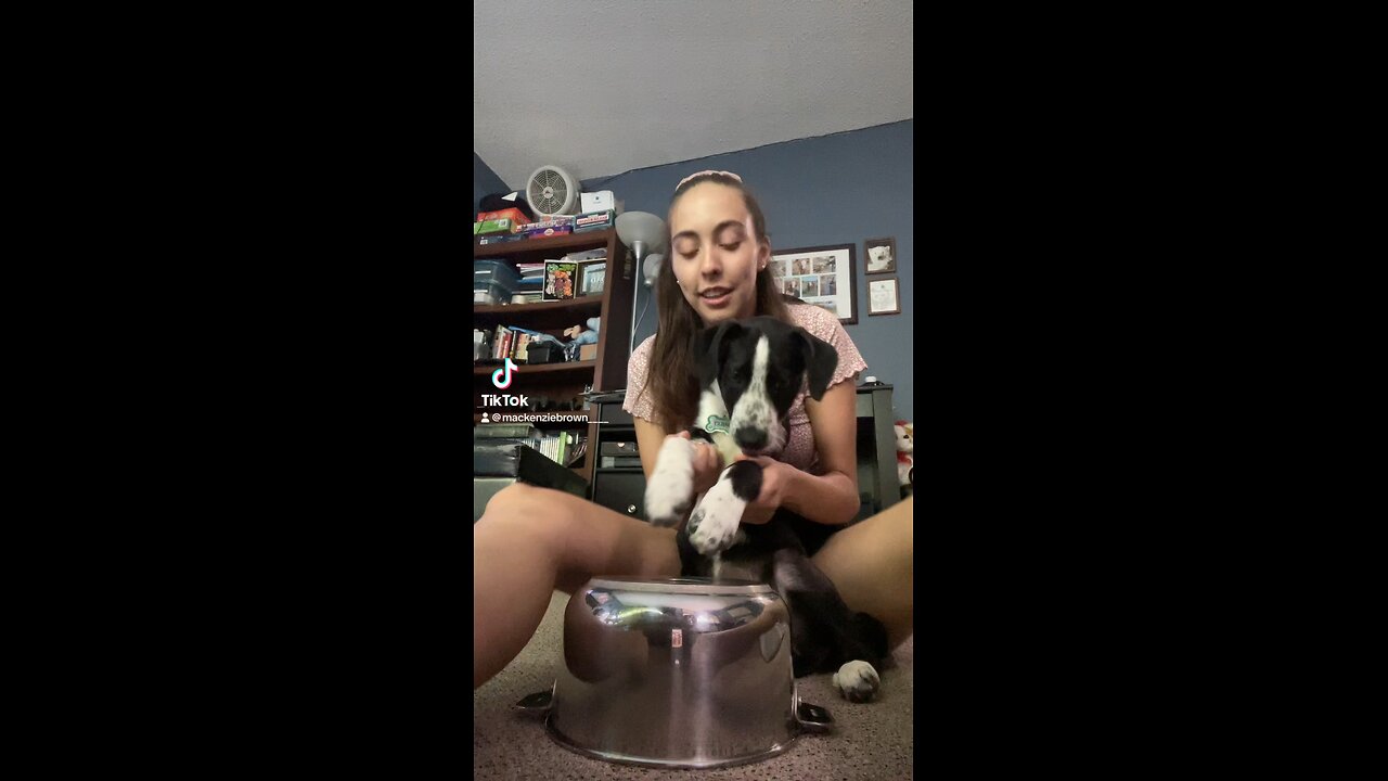 Puppy drums