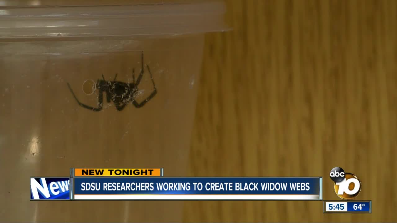 SDSU researchers working to create black widow webs