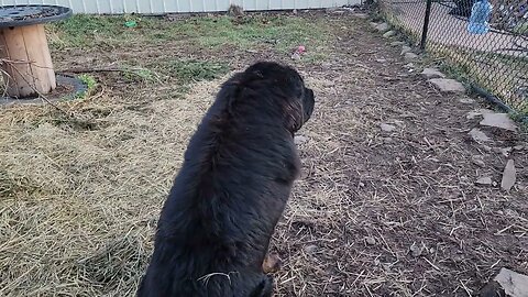 Ancient Guardians Farm Tibetan Mastiffs and Pygora goats