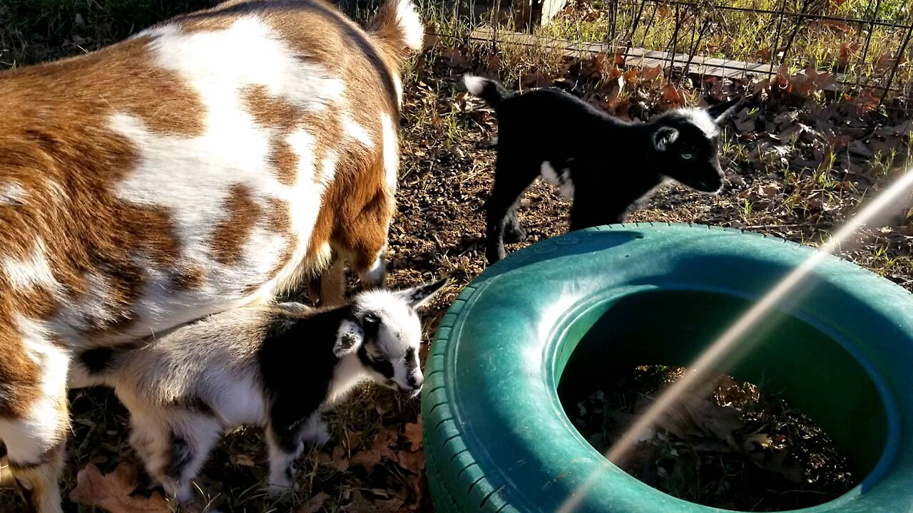 Goat-T and Tanner. 1 week old