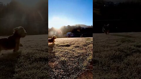 The Dorkies #12 frolicking in frosty grass #1 🥰