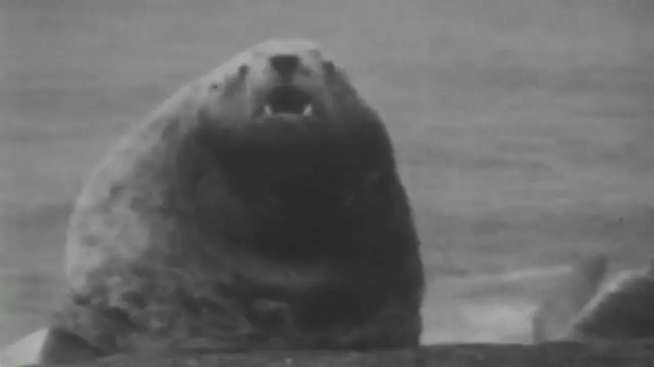 Kings Of The Arctic - A Woodard Production
