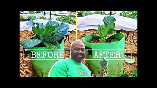 Endless Harvest With Collard Greens