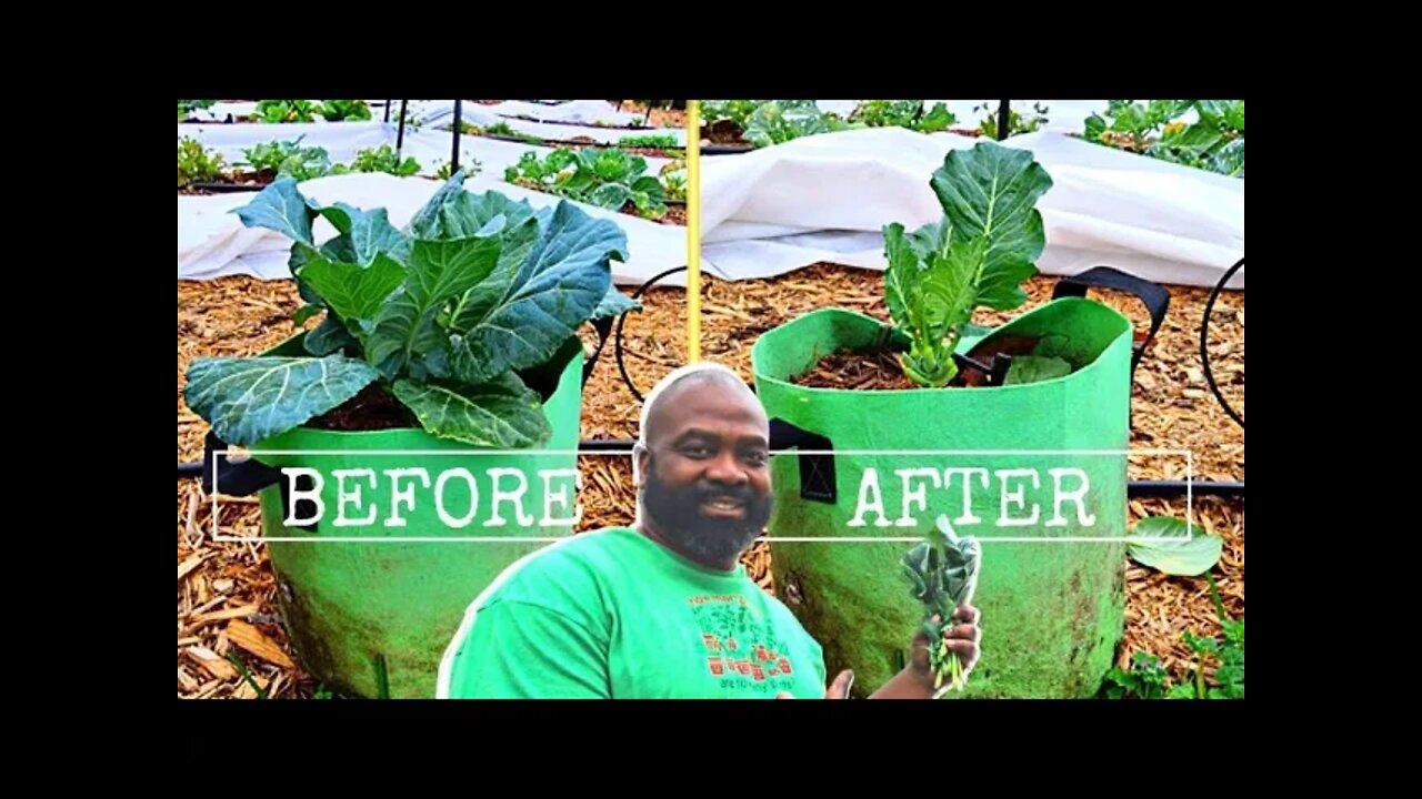 Endless Harvest With Collard Greens