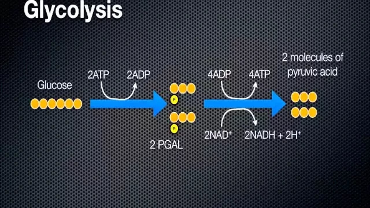 Cellular Respiration - Energy in a Cell