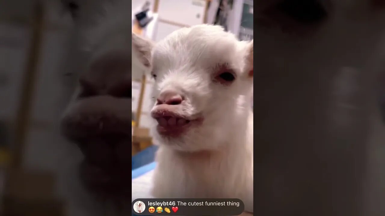 You ok there mate😂🤣 (must watch) #shorts #viral #funny #subscribe #youtubeshorts #funnyanimals