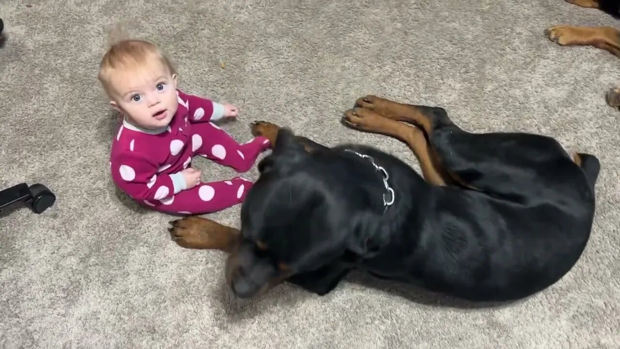 Rottweiler Protecting Baby