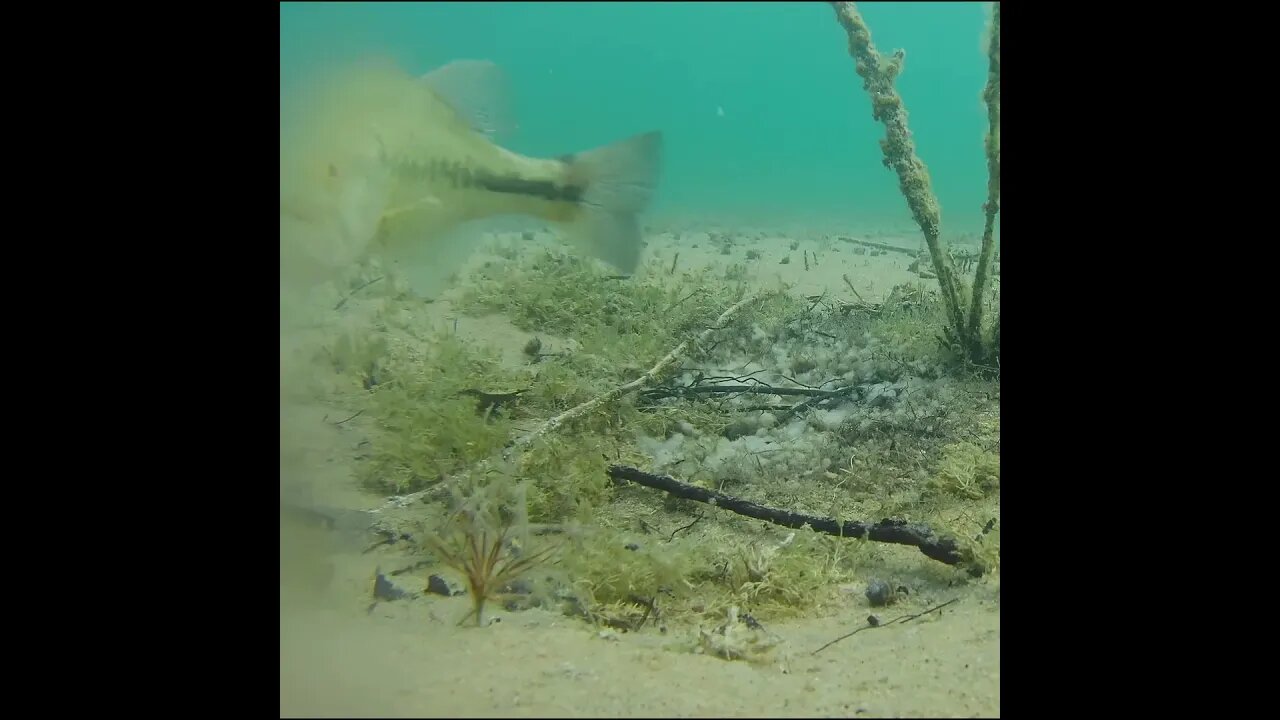 bass circling its bed