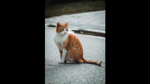 A funny cat