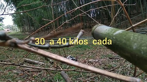 corte e transporte de bambu mosso @bambutotal
