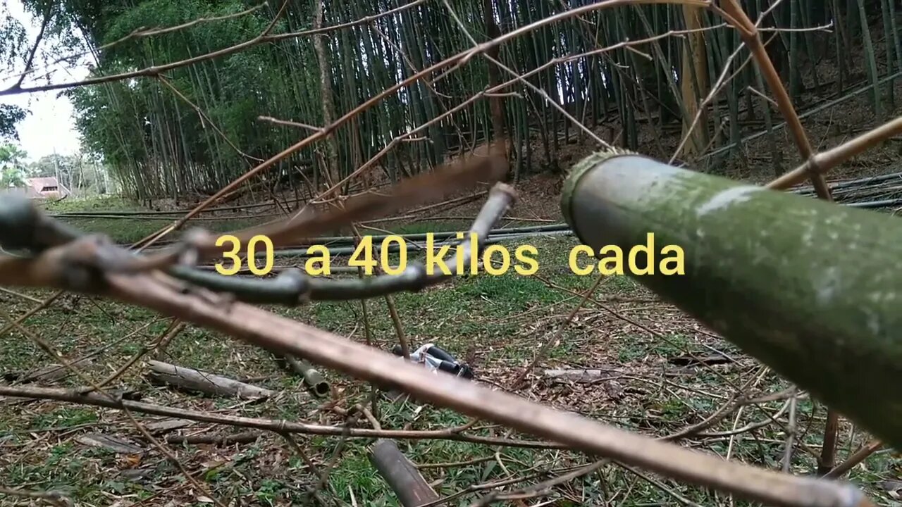 corte e transporte de bambu mosso @bambutotal