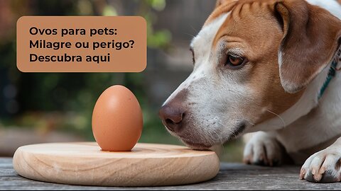 Ovos são bons para pets? Conheça os benefícios e o modo de preparo ideal.