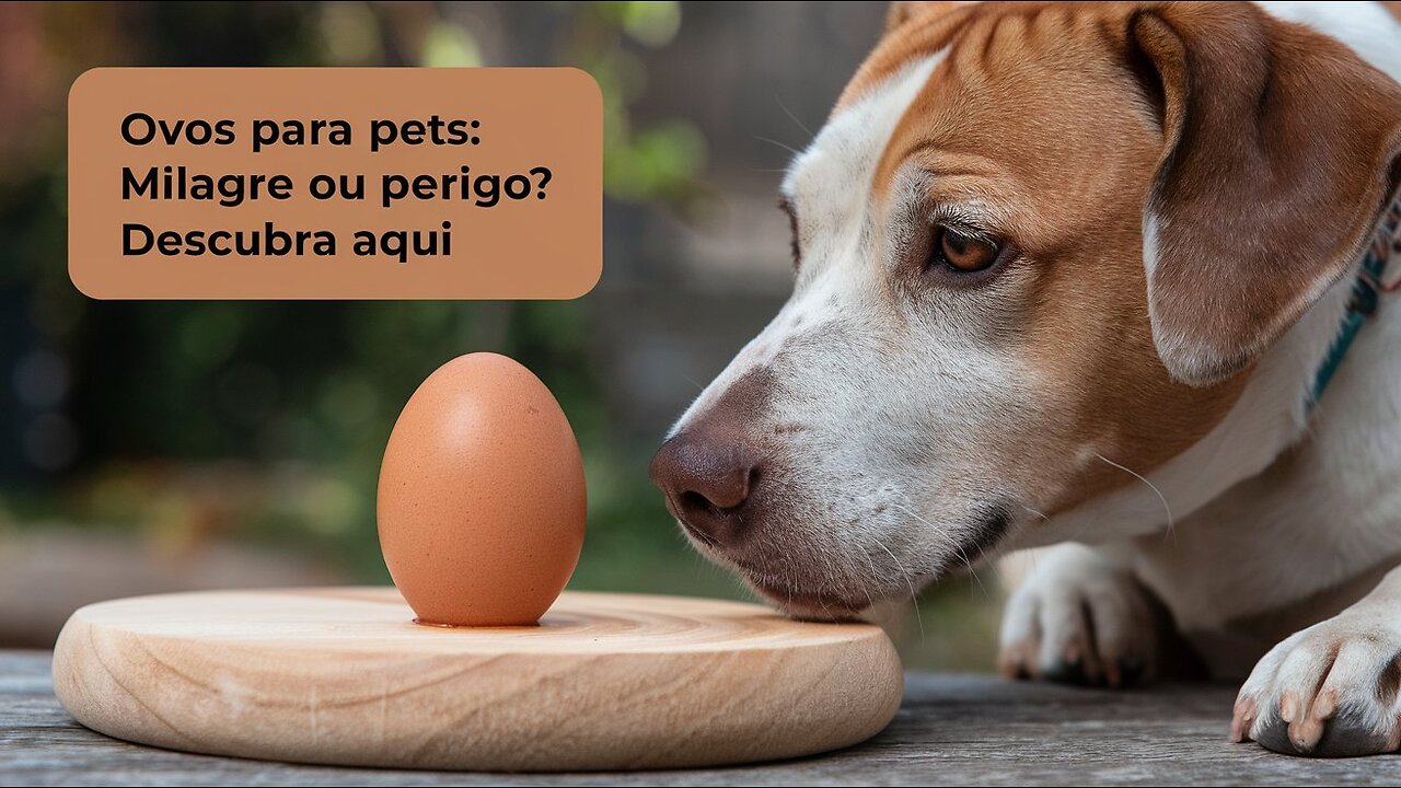 Ovos são bons para pets? Conheça os benefícios e o modo de preparo ideal.