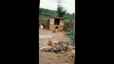 Cat cooking chicken