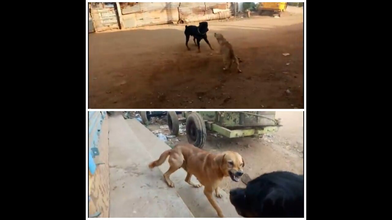 Wild dog and domesticated dog fight in India