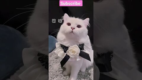 2023 SO CUTE BEAUTY CAT! Part -12 😽🥰 #shortsfeed #cat #youtubepets