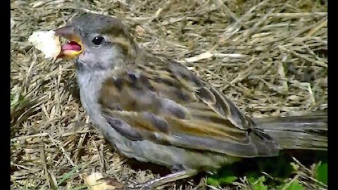 IECV NV #169 - 👀 Storm Blowing In And House Sparrow Trying To Eat 8-30-2015