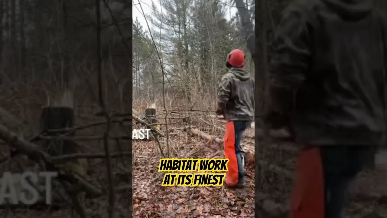 Winter timber work creating deer bedding #hunting #shorts #deerhunting #bowhunting