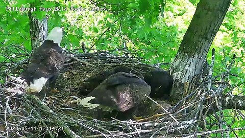 Hays Eagles Dad brings in a Duck Mom in and Takes to feed H19 H20 5.11.23 12:13pm